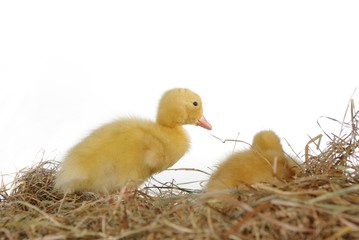 two nestlings in nest
