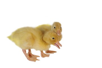 two nestlings of duck