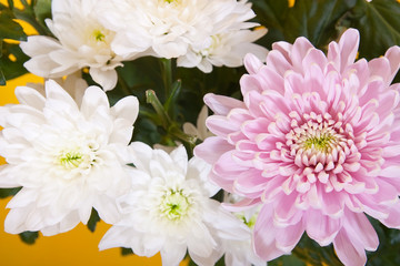 White and pink chrysanthemums