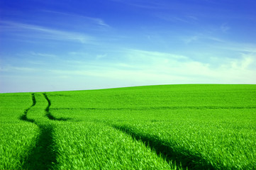 Green field and blue sky conceptual image.