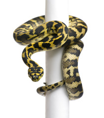 Morelia spilota variegata python, 1 year old, on pole