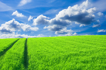 Fototapeta premium Green field and blue sky conceptual image.