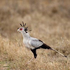 Side view of Secretary bird, Serengeti National Park, Serengeti