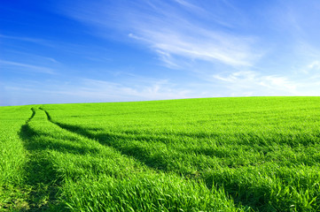 Green field and blue sky conceptual image.