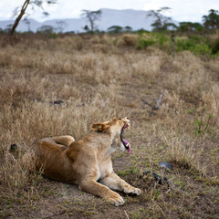 Lioness lying down and yawning, Serengeti National Park