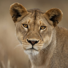 Close-up portrait of Serengeti National Park, Serengeti
