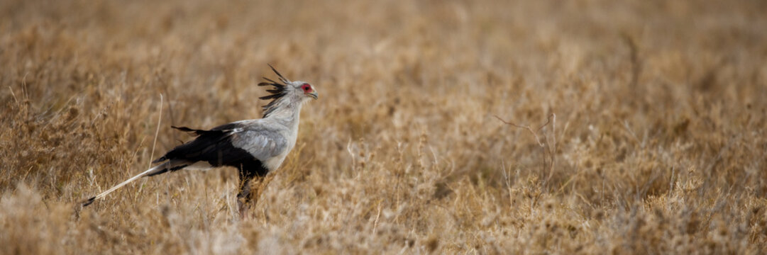 Side view of Secretary bird, Serengeti National Park, Serengeti