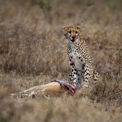 Cheetah sitting and eating prey, Serengeti National Park, Tanzan