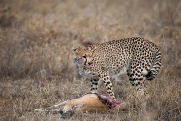Cheetah with prey, Serengeti National Park, Tanzania, Africa