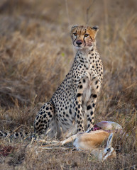 Cheetah sitting and eating prey, Serengeti National Park