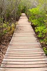 Fototapeta na wymiar Walkway in mangrove forest, Thailand
