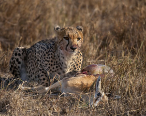 Cheetah eating prey, Serengeti National Park, Tanzania, Africa