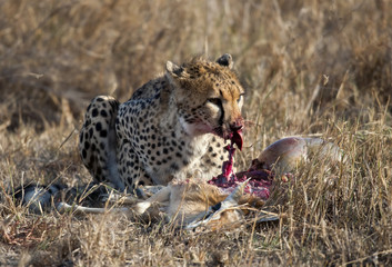 Cheetah eating prey, Serengeti National Park, Tanzania, Africa