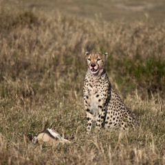 Cheetah sitting with prey, Serengeti National Park, Tanzania