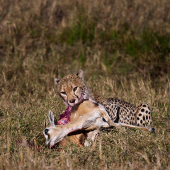Cheetah carrying prey, Serengeti National Park, Tanzania, Africa