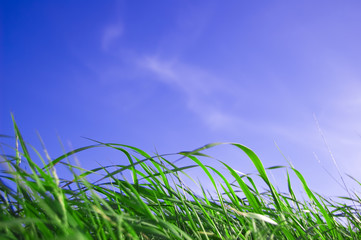 Blue sky and grass conceptual image.