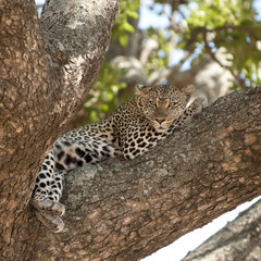 leopard lying on a tree