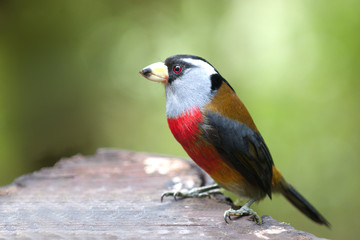 Toucan Barbet Semnornis Ramphastinus