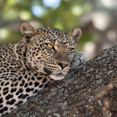 Close-up of a leopard lying in branch of tree