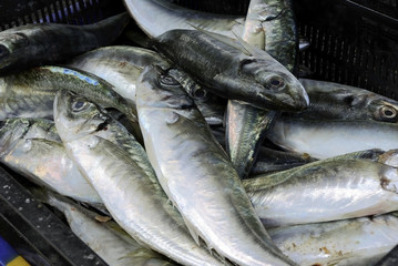 Poissons frais sur la march&eacute; du port