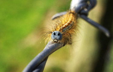 chenille bleue poilue