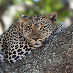 Close-up of a leopard lying in branch of tree