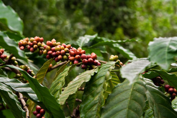 Kaffeepflanze, coffee plant