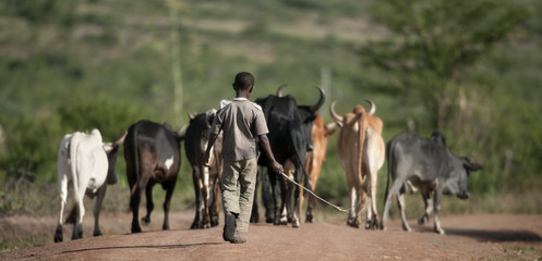 Rear view of boy with herd of cattle, Serengeti National Park