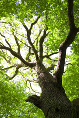 Green tree conceptual image.