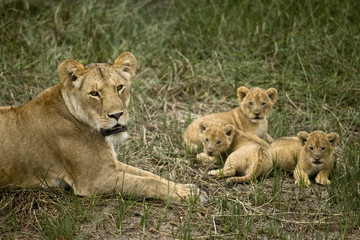 Lioness lying with her cubs in grass, looking at camera