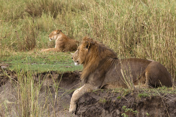 Fototapeta na wymiar Adult lion lying and a lioness in the background, side view