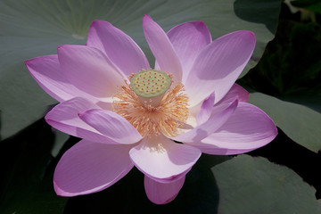蓮の花のハイアングル