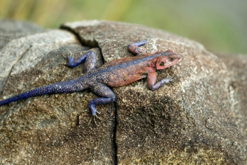 Red-headed Rock Agama, Tanzania, Africa