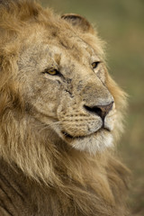 Close-up of Lion, Serengeti National Park, Serengeti, Tanzania
