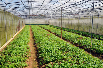 Vegetables Growing In A Farm