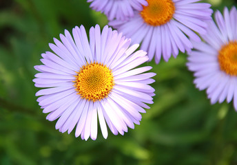 Blue chamomile