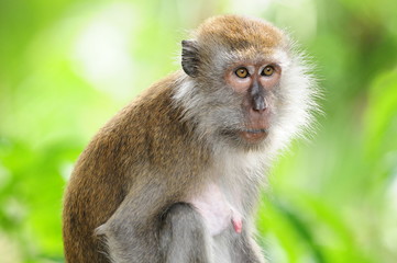 Long Tail Macaque, Monkey In The Natural Environment