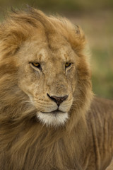 Fototapeta na wymiar Close-up of Lion, Serengeti National Park, Serengeti, Tanzania
