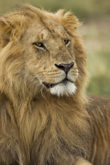 Fototapeta na wymiar Close-up of Lion, Serengeti National Park, Serengeti, Tanzania
