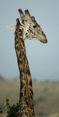 Close-up of giraffe, Serengeti National Park, Serengeti