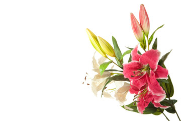 Pink Lilien