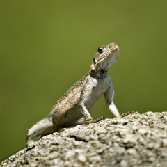 Rock Agama, Serengeti National Park, Serengeti, Tanzania