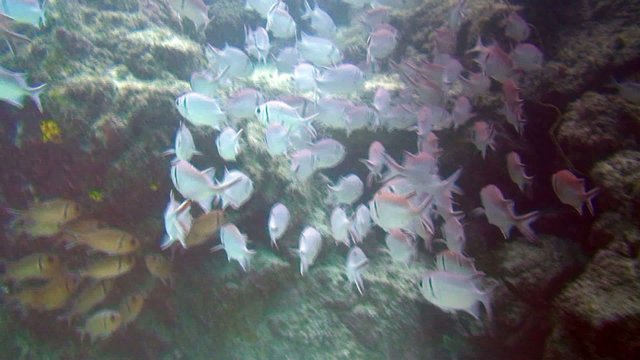 banc de poissons