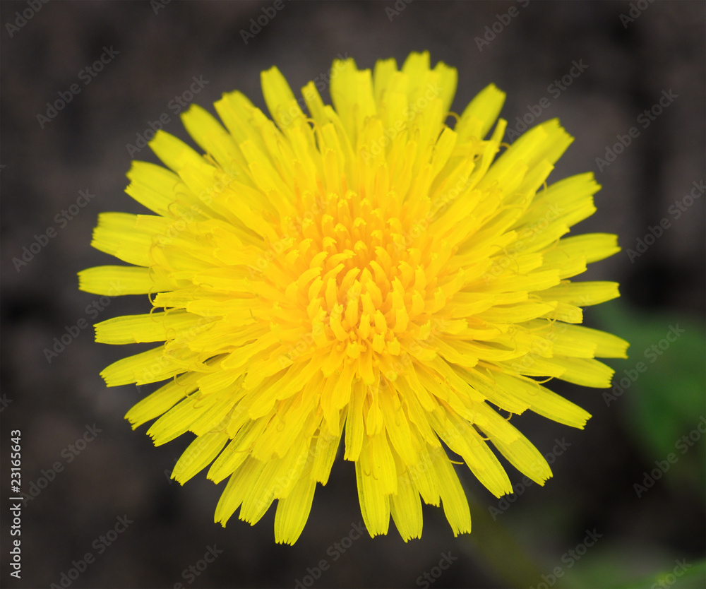 Wall mural yellow dandelion.