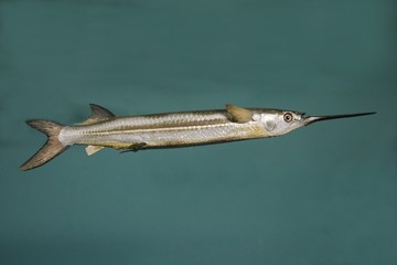 Needle Fish Model