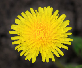 Yellow Dandelion.