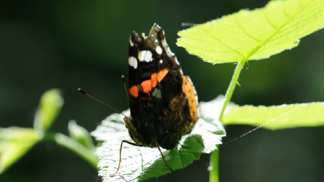 farfalla comune - arancione bianca e marrone