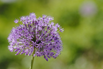 Allium giganteum