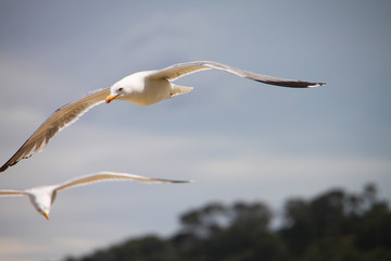 Mouettes en vol