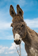 Happy donkey